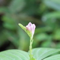 Spigelia anthelmia L.